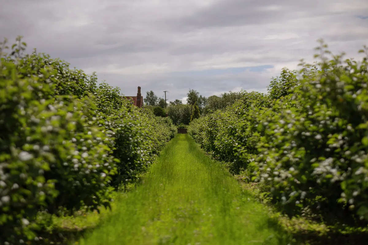 A lush green orchard with two rows of neatly trimmed bushes and a grassy pathway in between. The sky is partly cloudy, and in the distance, there is a glimpse of a house or structure surrounded by trees—perfect for capturing yearly family portraits.