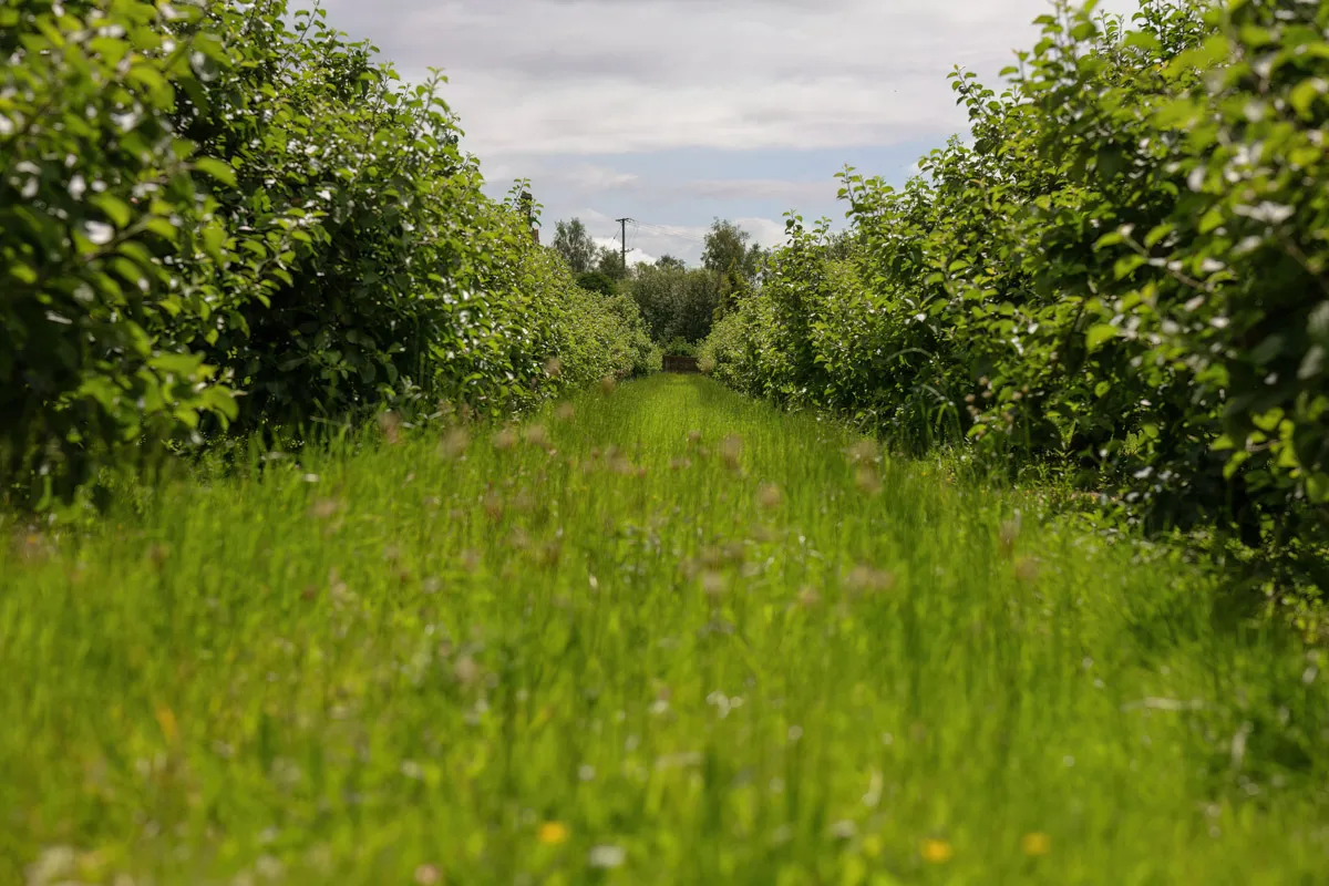 A lush green pathway runs through the center of a dense, leafy orchard with trees on both sides. The sky is partially cloudy, casting a gentle light over the vibrant grass and abundant foliage. The scene is peaceful and verdant, perfect for capturing yearly family portraits in a thriving natural environment.